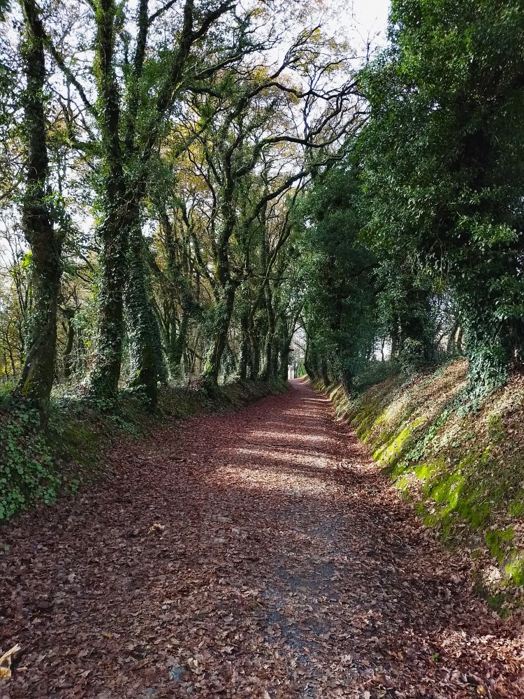 Pieni puiden ympäröimä syksyinen metsätie Espanjan syrjäseudulla Camino Ingles pyhiinvaellusreitillä.